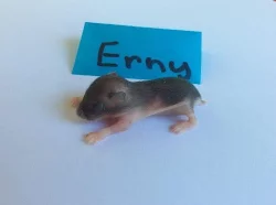 KŘEČEK DŽUNGARSKÝ S PP-čistokrevný
